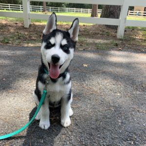 Husky Puppy