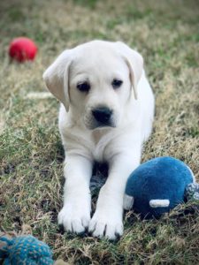 White Lab Puppy